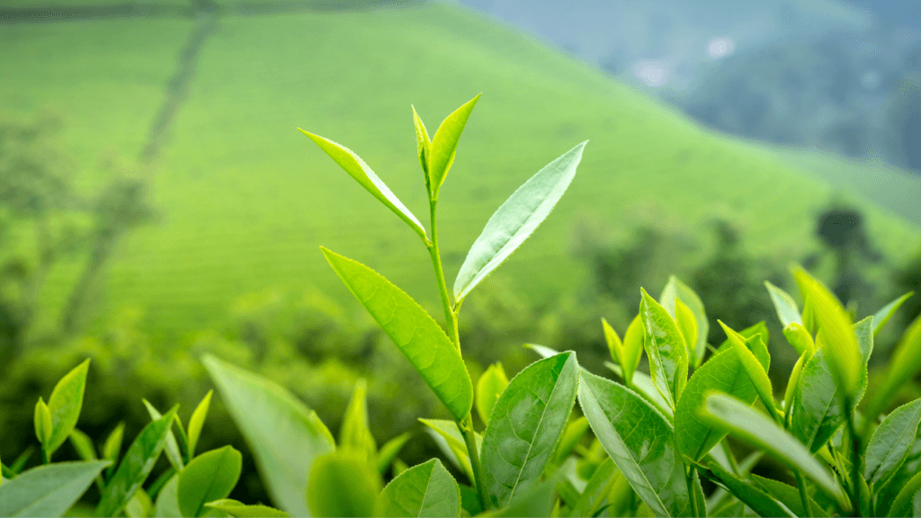 Shyamkhet Tea Garden In Bhowali Near Nainital Uttarakhand : देश ही नही बल्कि विदेशों में भी ली जाती हैं श्यामखेत के चाय की चुस्कियाँ