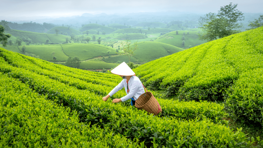 Shyamkhet Tea Garden in bhowali near nainital uttarakhand