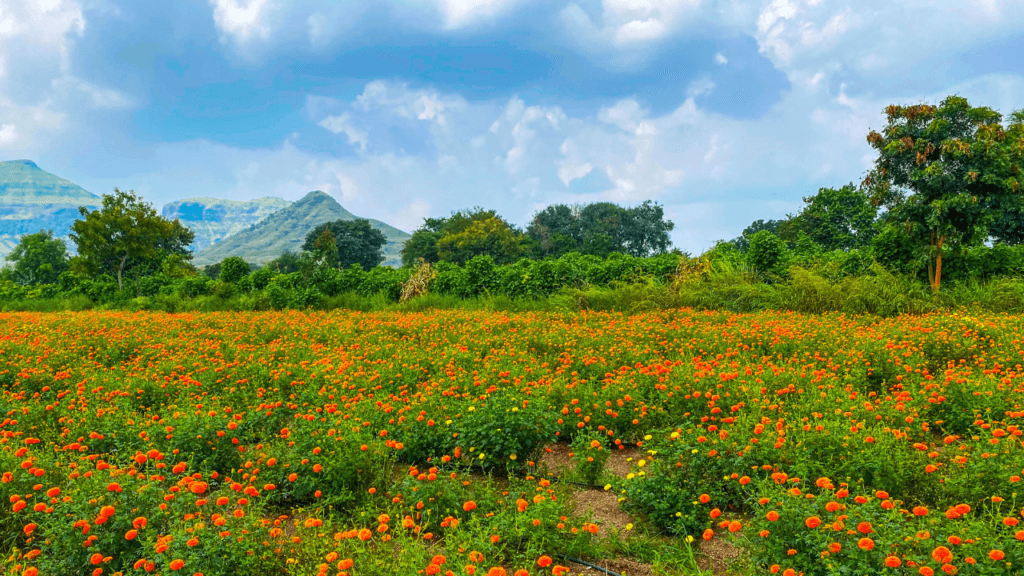 Simtola Eco Park Almora Uttarakhand